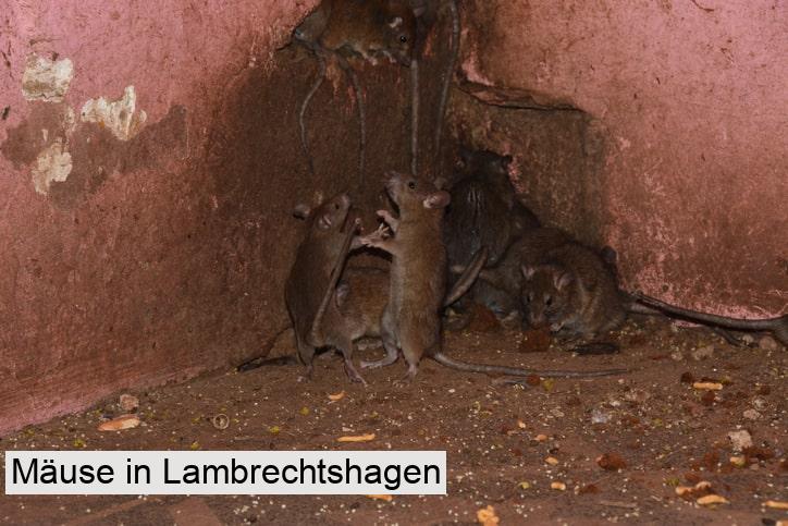 Mäuse in Lambrechtshagen